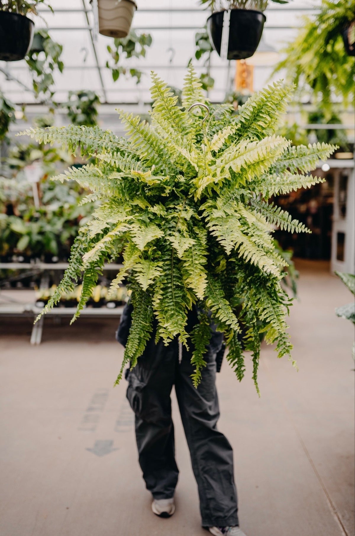 10" Boston Fern Hanging Basket Presale! 2 Baskets for $50. Now Through February 28th!