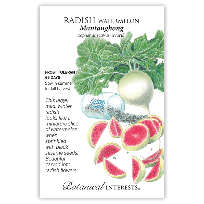Radish Watermelon hybrid BI