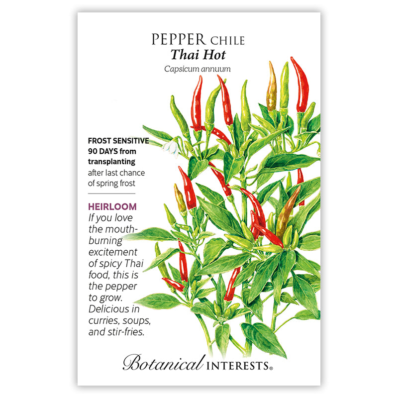 Pepper Chili Thai Hot BI