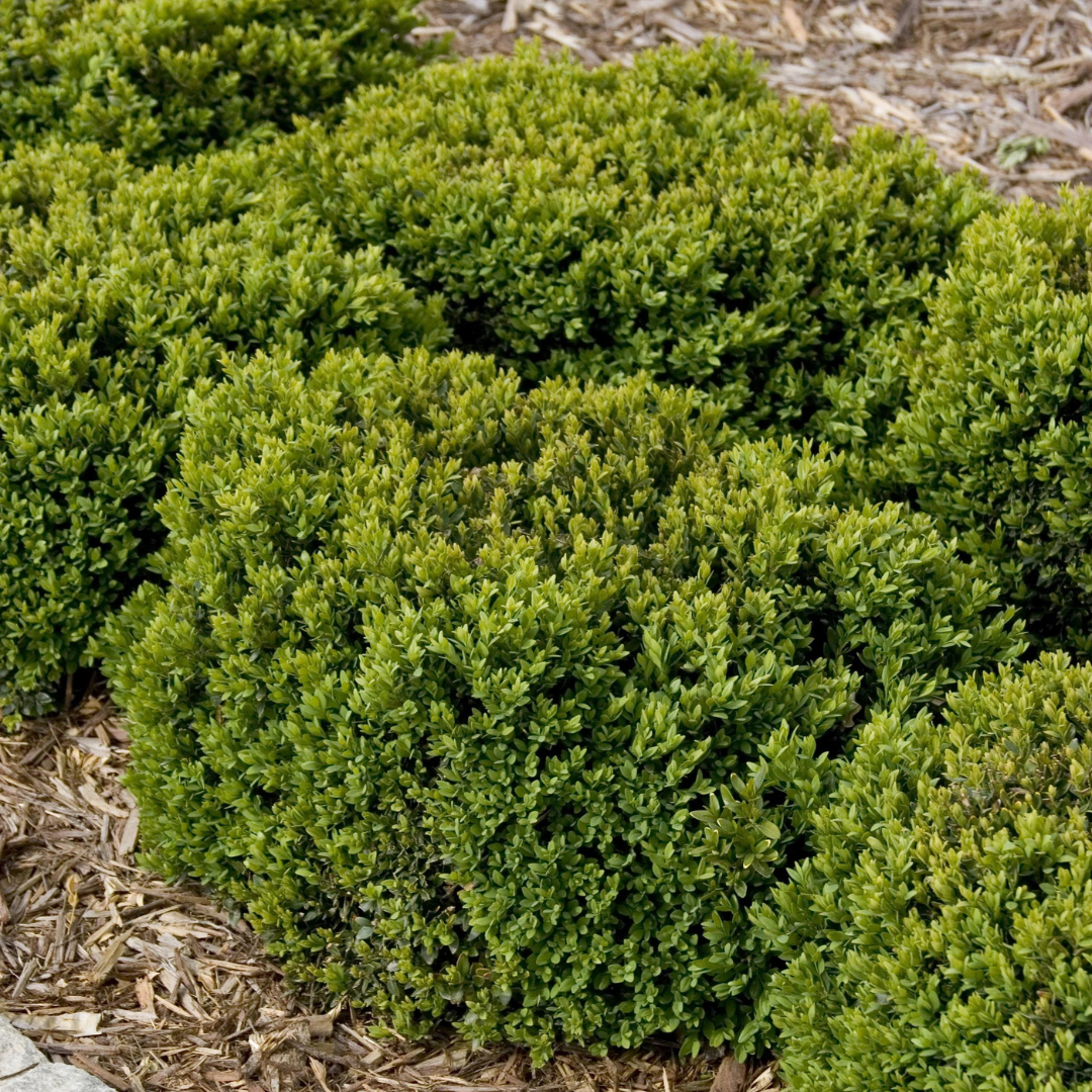 Boxwood Green Velvet #2