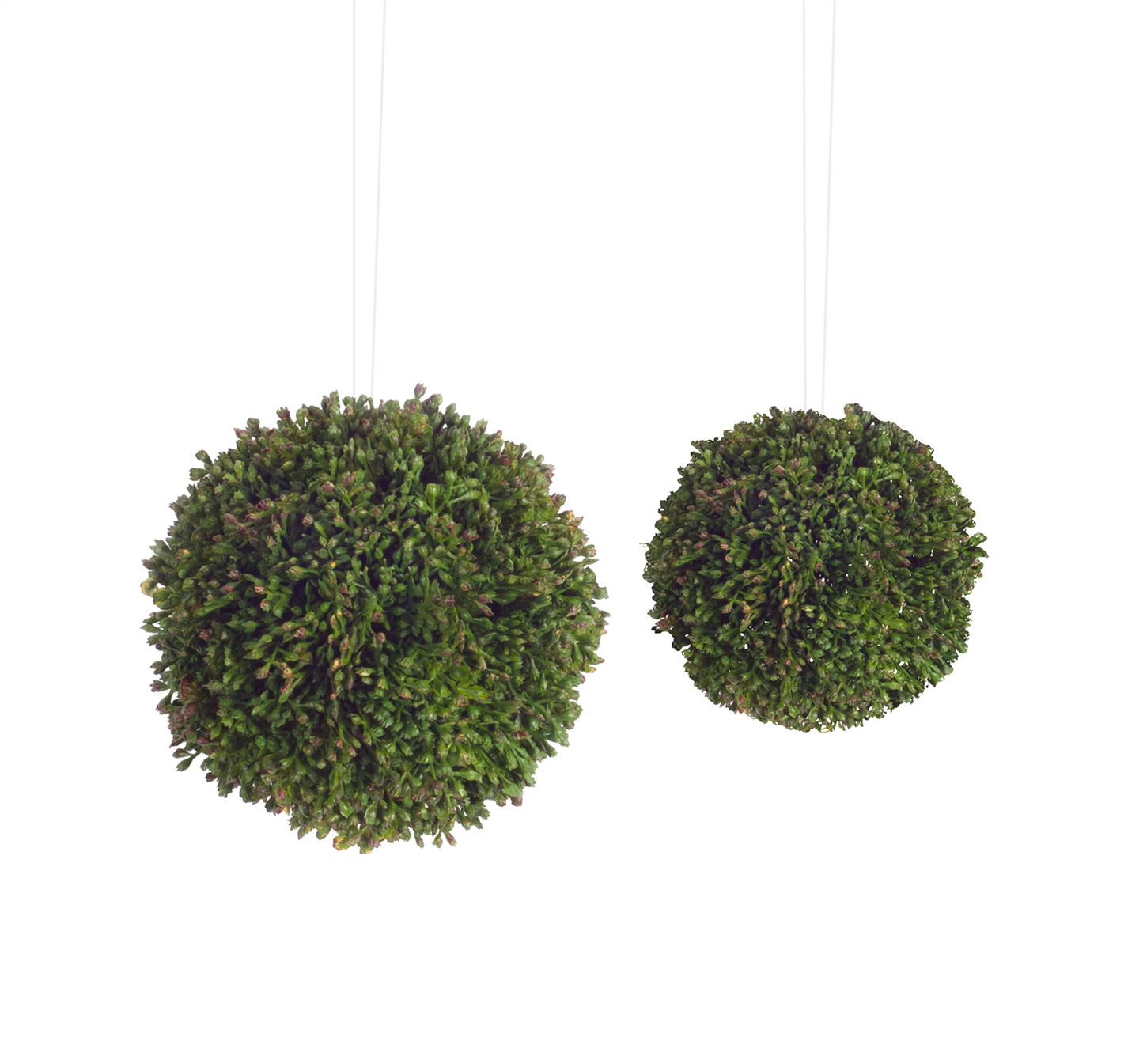 Boxwood Sedum Orb (Set of 8)