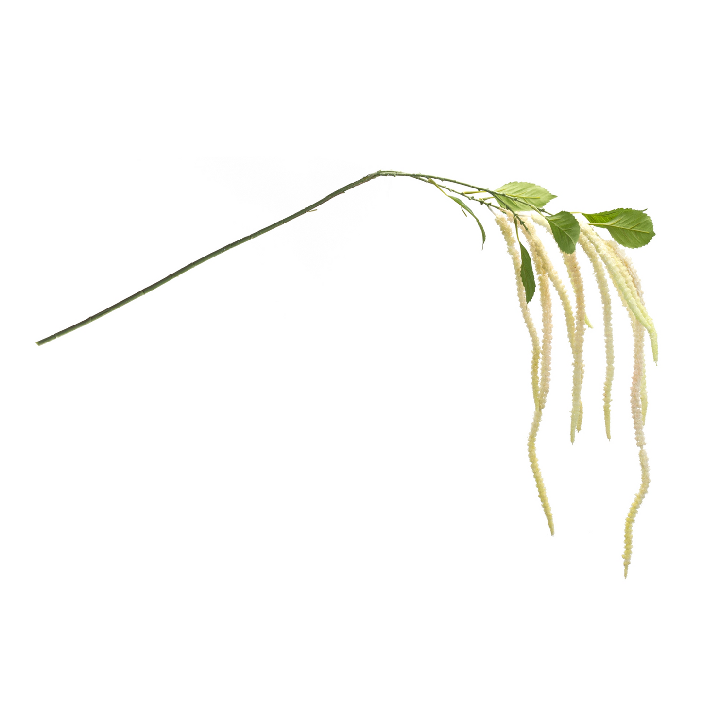 Amaranthus Floral Stem (Set of 4)