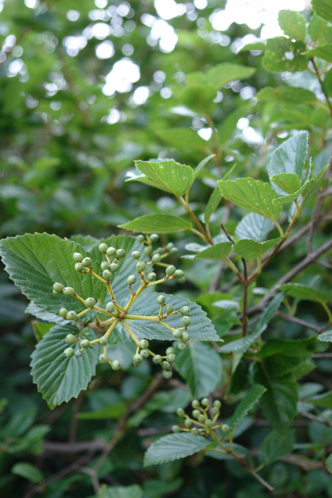 Chicago Lustre™ Viburnum (Viburnum dentatum 'Synnestvedt') - 3 gallon 24"-30"