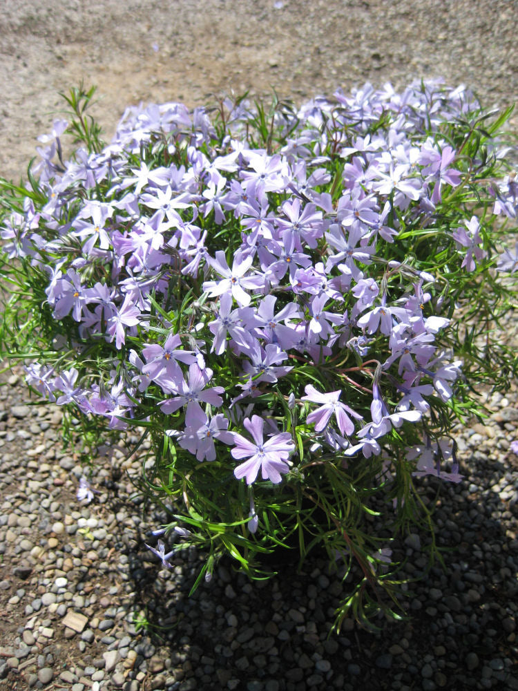 Emerald Blue Moss Phlox (Phlox subulata 'Emerald Blue') - 1 gallon