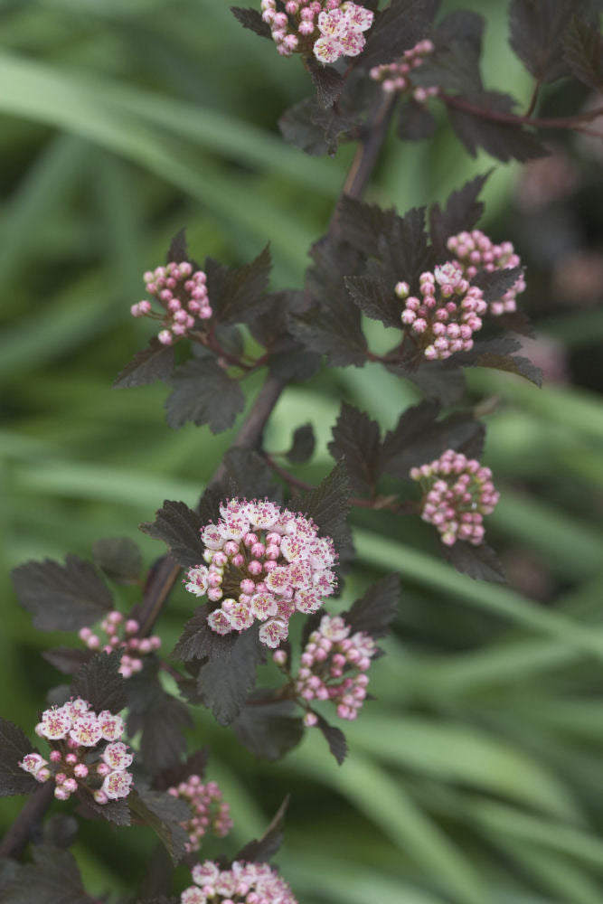 Summer Wine® Ninebark (Physocarpus opulifolius 'Seward') - 3 gallon 15"