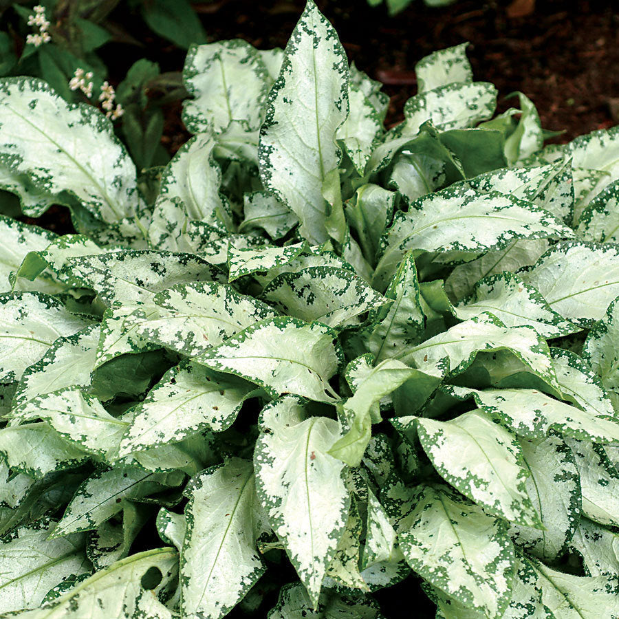 High Contrast Lungwort (Pulmonaria high 'High Contrast') - 1 gallon
