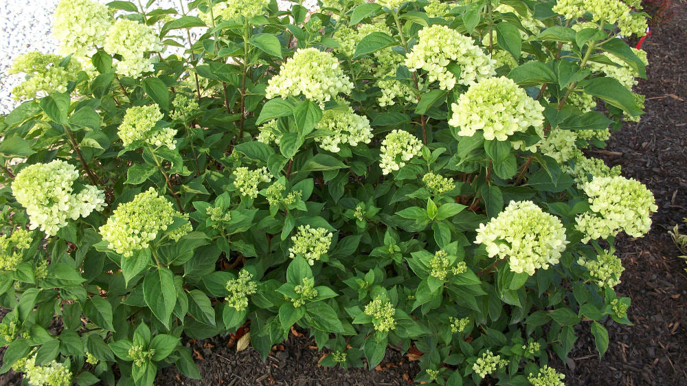 Little Lime® Panicle Hydrangea (Hydrangea paniculata 'Jane') - 1 gallon
