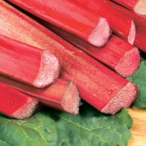 Chipmans Canada Red Rhubarb (Rheum chipmans 'Chipmans Canada Red') - 1 gallon