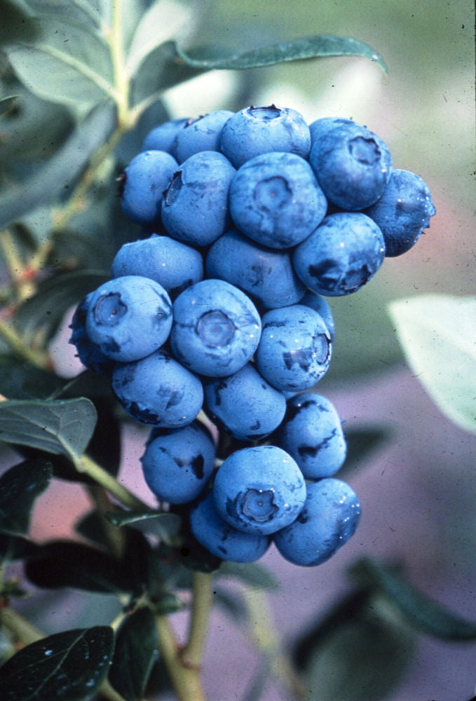 Duke Highbush Blueberry (Vaccinium corymbosum 'Duke') - 1 gallon 10"