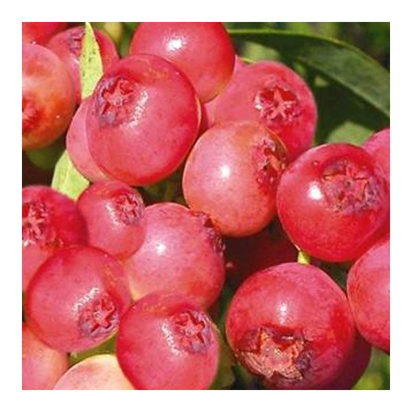 Pink Lemonade Blueberry (Vaccinium 'Pink Lemonade') - 1 gallon