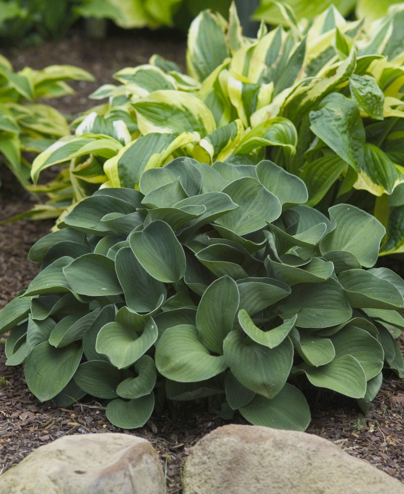 Blue Mouse Ears Plantain Lily (Hosta blue 'Blue Mouse Ears') - 1 gallon