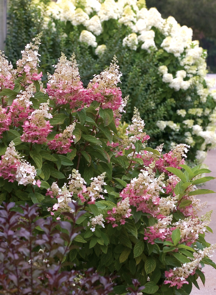 Pinky Winky® Panicle Hydrangea (Hydrangea paniculata 'DVPpinky') - 1 gallon