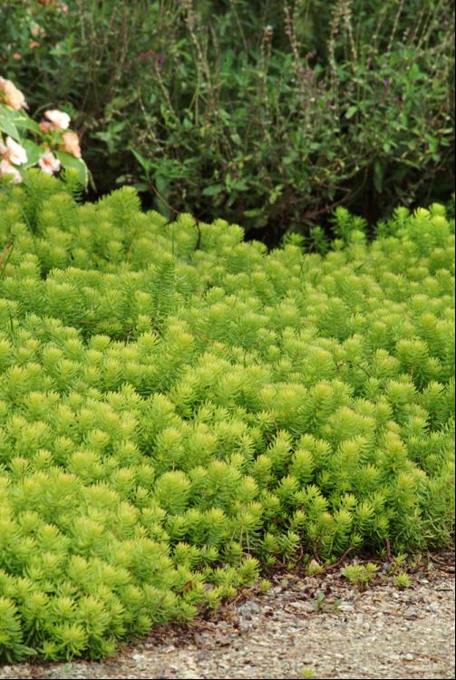 Angelina Stonecrop (Sedum sedum 'Angelina') - 1 gallon