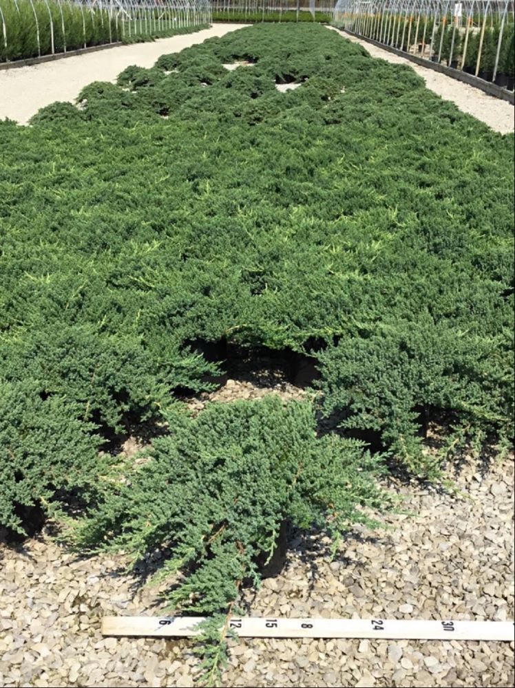 Dwarf Japanese Garden Juniper (Juniperus chinensis 'Nana') - 3 gallon 15"