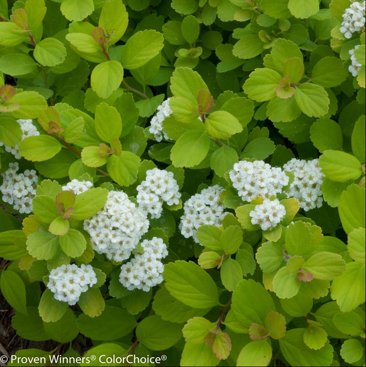 Glow Girl® Birchleaf Spirea (Spiraea BET 'Glow Girl') - 1 gallon