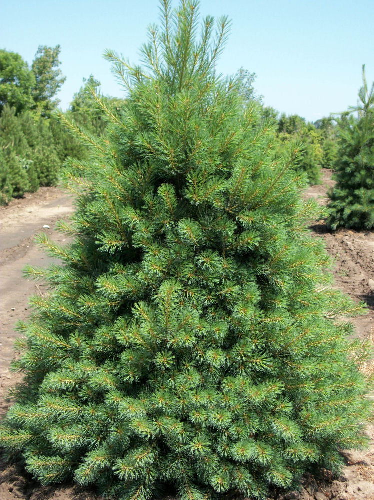 Eastern White Pine (Pinus strobus) - 1 gallon 12"