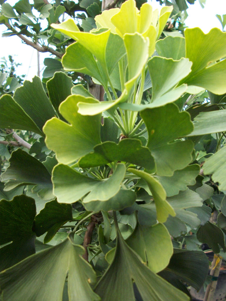 Autumn Gold Ginkgo (Ginkgo biloba 'Autumn Gold') - 2 gallon 36"
