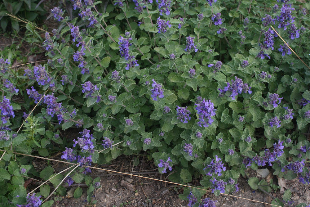 Early Bird Catmint (Nepeta 'Early Bird') - 1 gallon