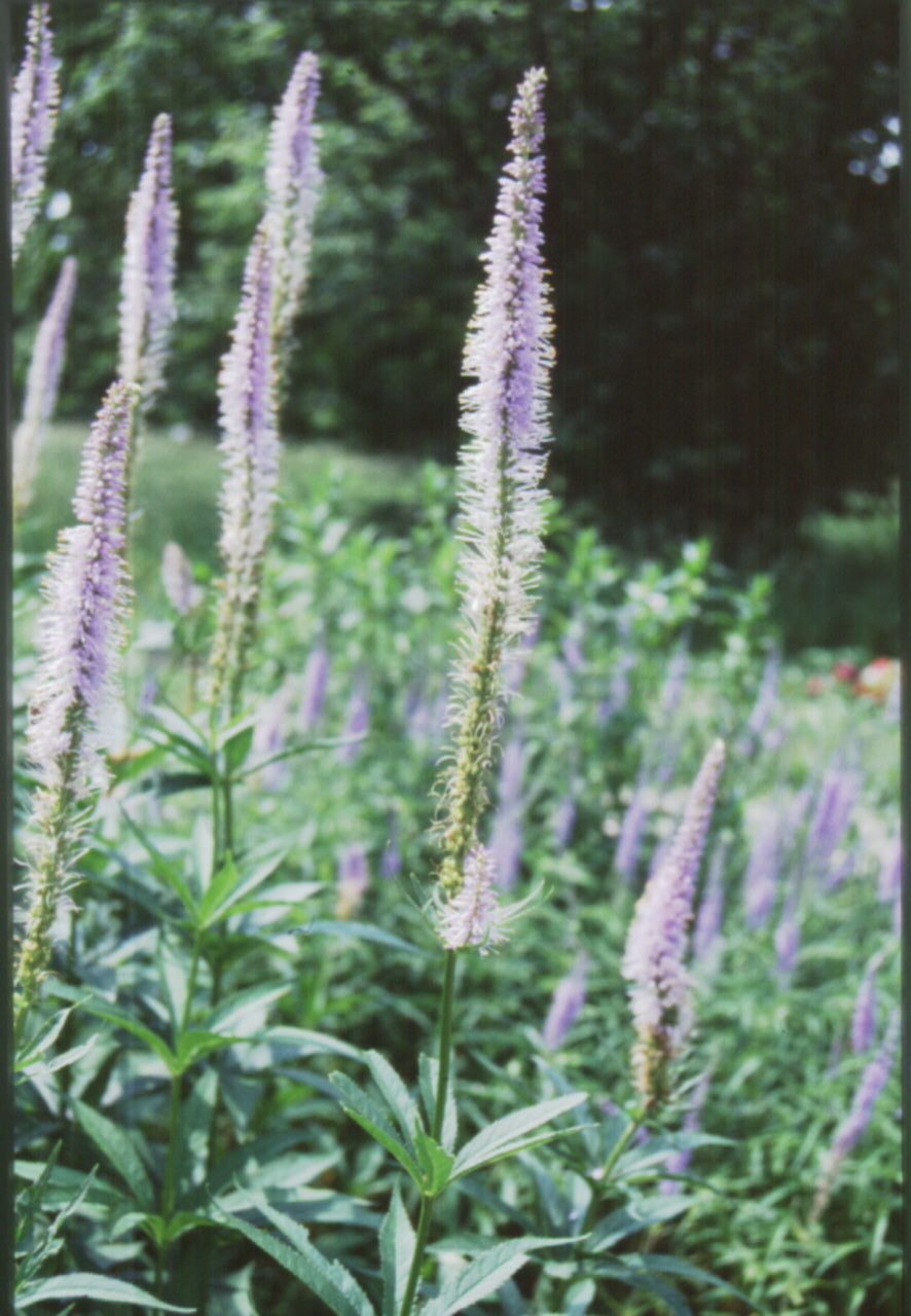 Culver's Root (Veronicastrum virginicum) - 1 gallon