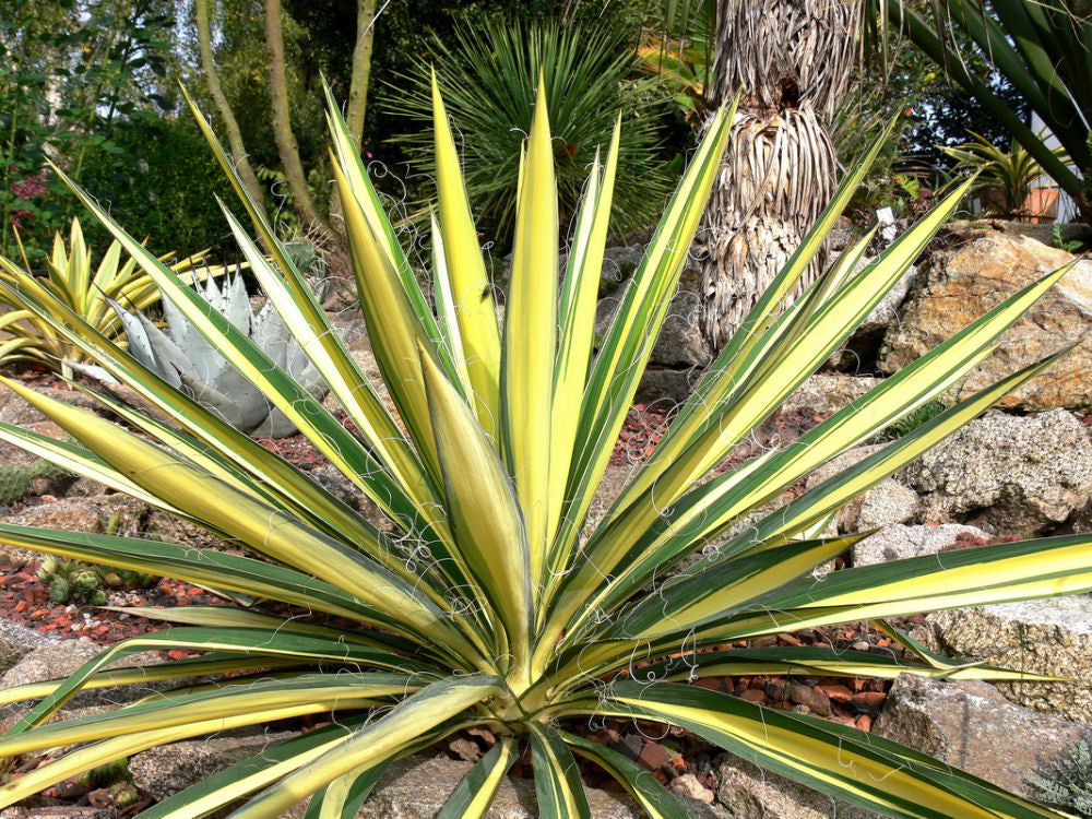 Variegated Adam's Needle (Yucca filamentosa 'Color Guard') - 2 gallon