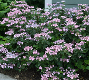 Tiny Tuff Stuff™ Mountain Hydrangea (Hydrangea 'S Tiny Tuff Stuff') - 3 gallon