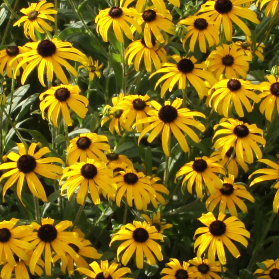 American Gold Rush Black-Eyed Susan (Rudbeckia x 'American Gold Rush') - 1 gallon