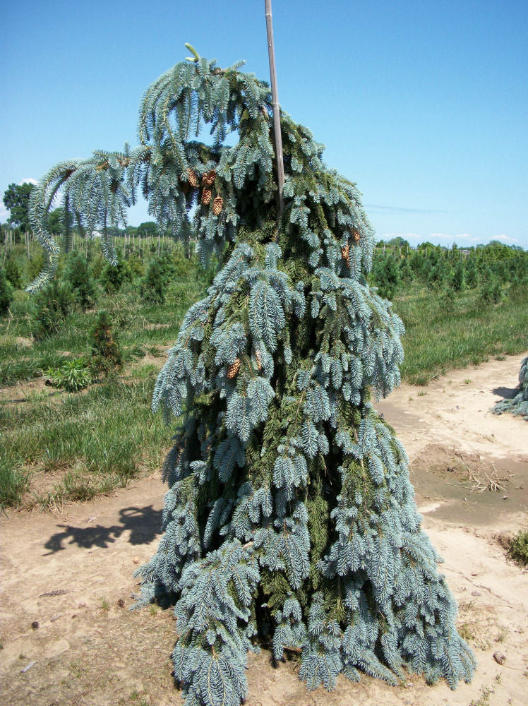 Weeping White Spruce (Picea glauca 'Pendula') - 3 gallon RP 18"