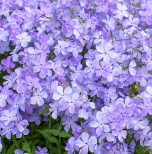 Blue Moon Phlox (Phlox D 'Blue Moon') - 1 gallon
