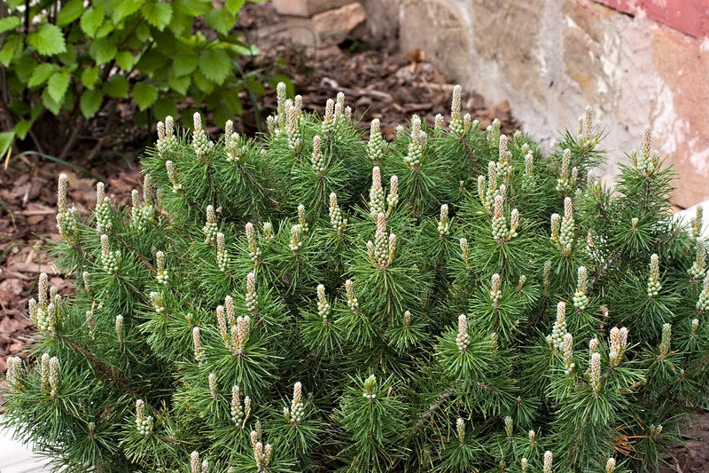 Enci Mugo Pine (Pinus mugo 'Enci') - 3 gallon 12"