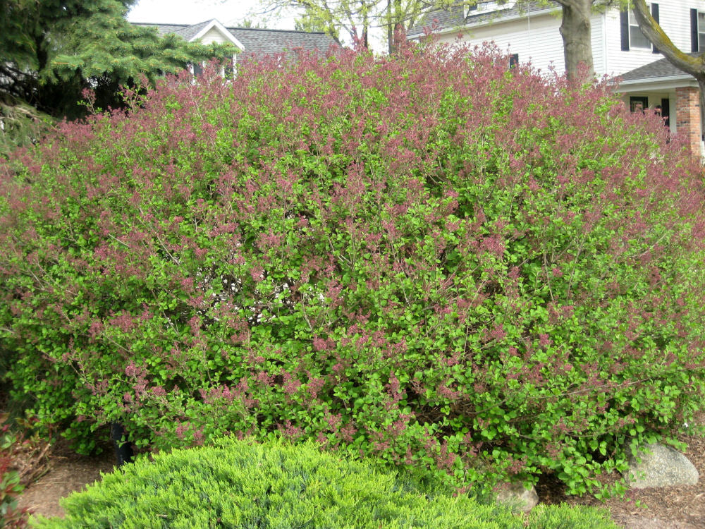 Dwarf Korean Lilac (Syringa meyeri 'Palibin') - 3 gallon 12"