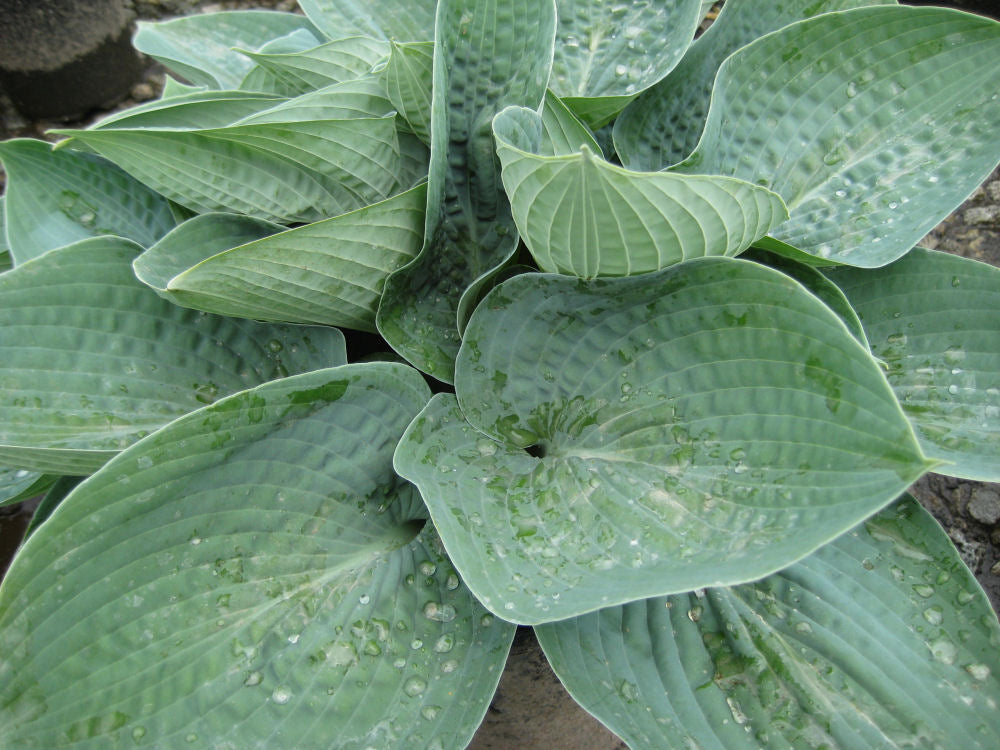 Big Daddy Plantain Lily (Hosta 'Big Daddy') - 1 gallon