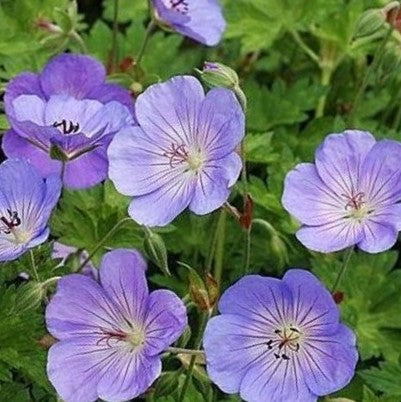 Azure Rush Cranesbill (Geranium azure 'Rush') - 1 gallon