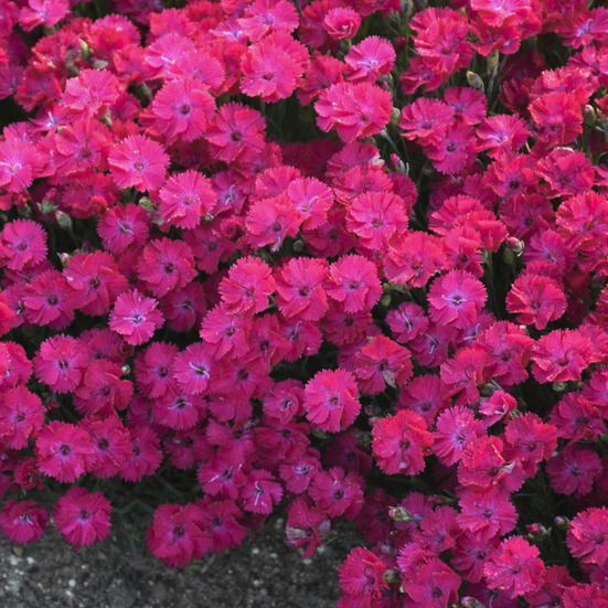 'Paint the Town Red' Pinks (Dianthus paint 'The Town Red') - 1 gallon
