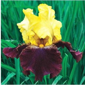 Blatant Bearded Iris (Iris germanica 'Blatant') - 1 gallon