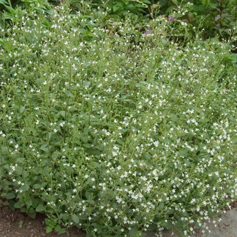 Calamint (Calamintha 'Ssp Nepeta') - 1 gallon