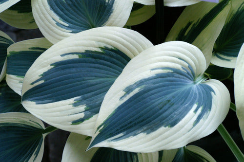 Blue Ivory Plaintain Lily (Hosta blue 'Ivory') - 1 gallon
