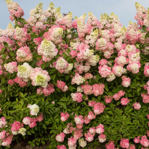 Berry White® Panicle Hydrangea (Hydrangea 'P Berry White') - 3 gallon