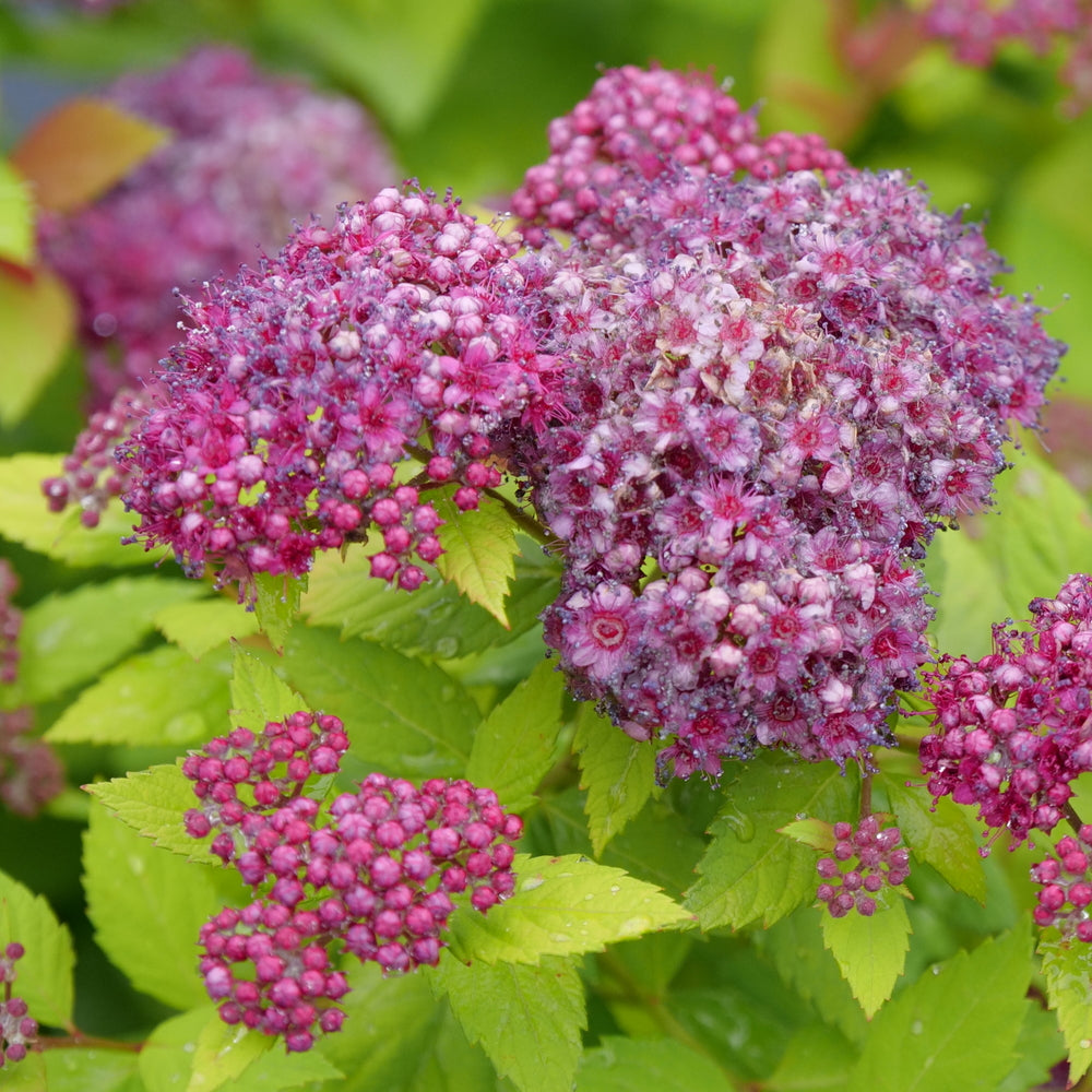 Double Play Dolly® Spirea (Spiraea JAP 'Dbl Play Dolly') - 2 gallon 10"