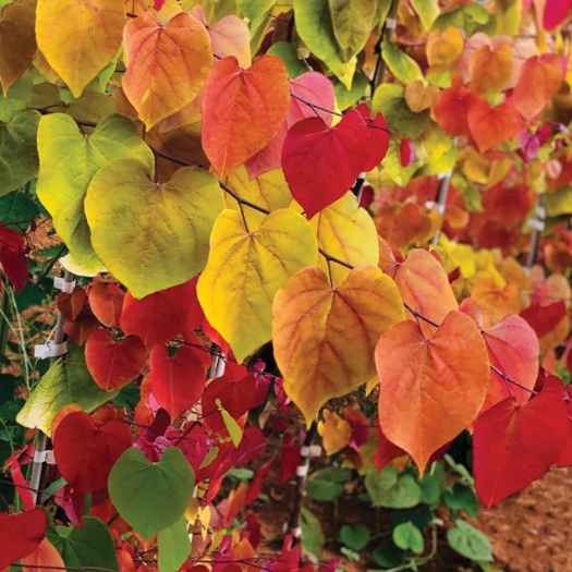 Cercis Flame Thrower® Redbud (Cercis canadensis 'Flame Thrower') - 2 gallon 36"