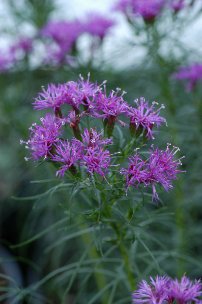 Iron Butterfly Narrow-leaf Ironweed (Vernonia lettermannii 'Iron Butterfly') - QT