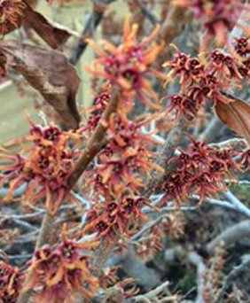 Crimson Fire Witch-hazel (Hamamelis V 'Crimson Fire') - 1 gallon TREE