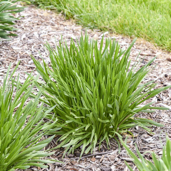 All the Buzz Ornamental Onion (Allium 'All the Buzz') - 1 gallon