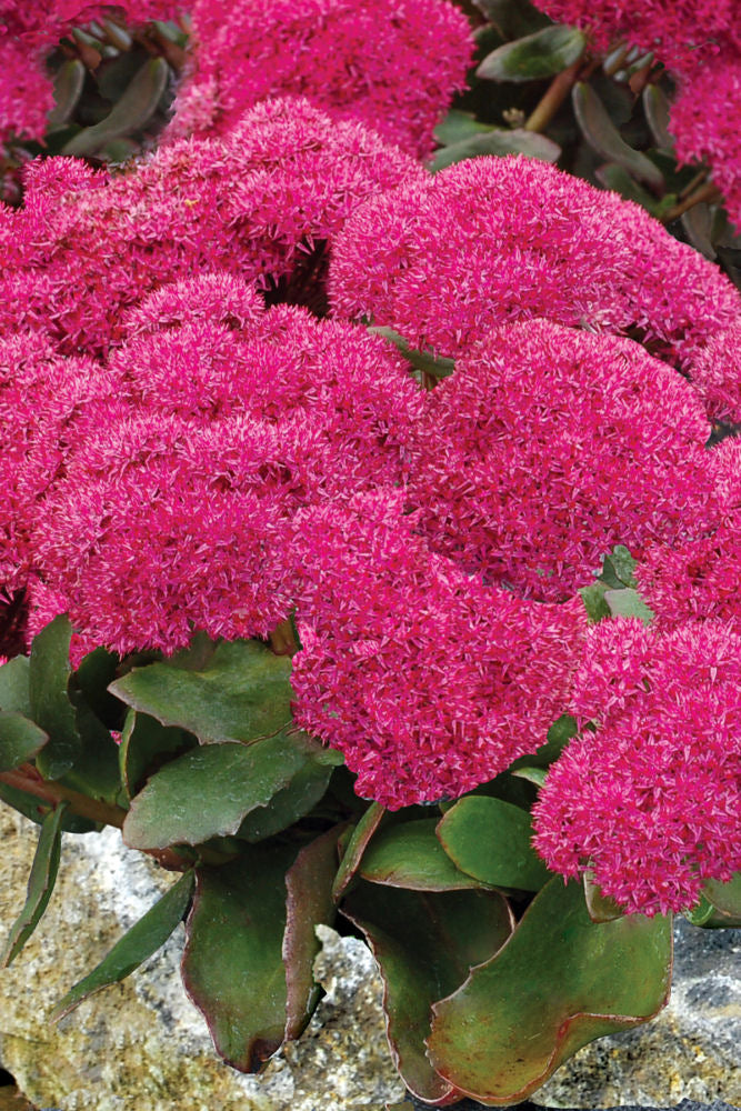Birthday Party Stonecrop (Sedum birthday 'Birthday Party') - 1 gallon