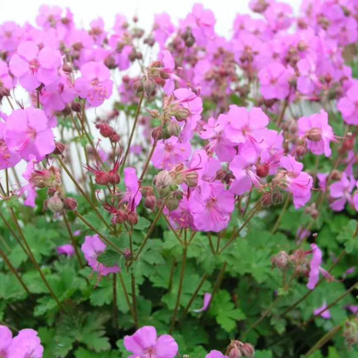 Biokovo Karmina Cranesbill (Geranium cinereum 'Karmina') - 1 gallon