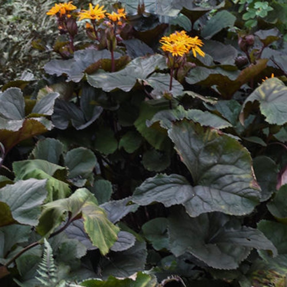 Britt-Marie-Crawford Bigleaf Ligularia Leopard Plant (Ligularia 'Britt-Marie Crawford') - 1 gallon