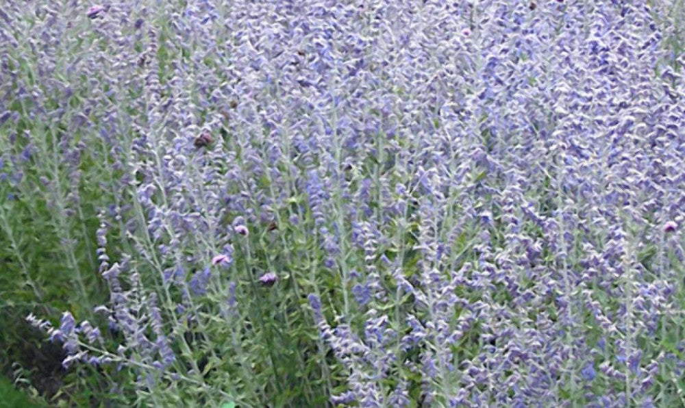 Blue Jean Baby Russian Sage (Perovskia atriplicifolia 'Blue Jean Baby') - 1 gallon