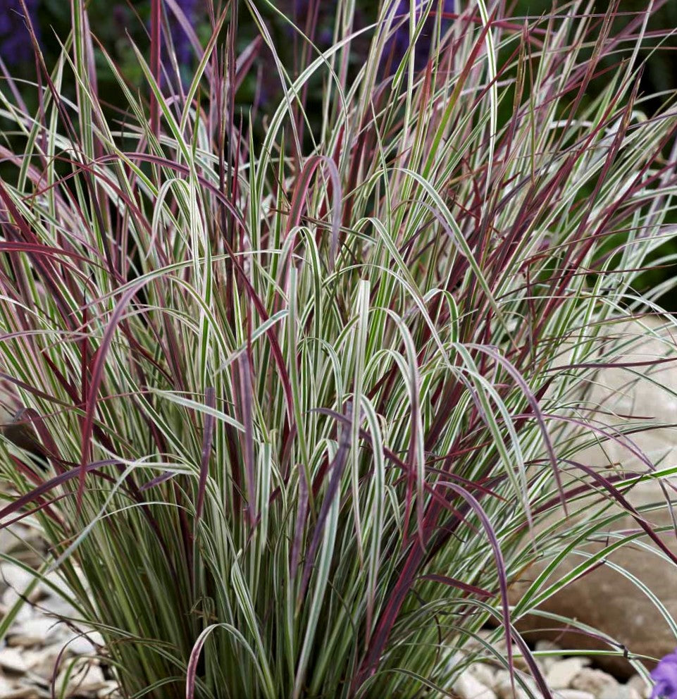 Chameleon Little Bluestem (Schizachyrium 'Chameleon') - 1 gallon