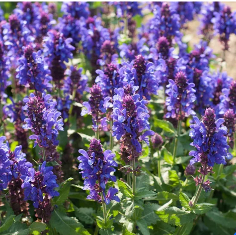 Blue Marvel Salvia (Salvia nemerosa 'Blue Marvel') - QT