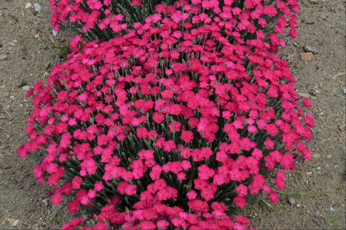 'Paint the Town Magenta' Pinks
(Dianthus paint 'The Town Magenta') - QT