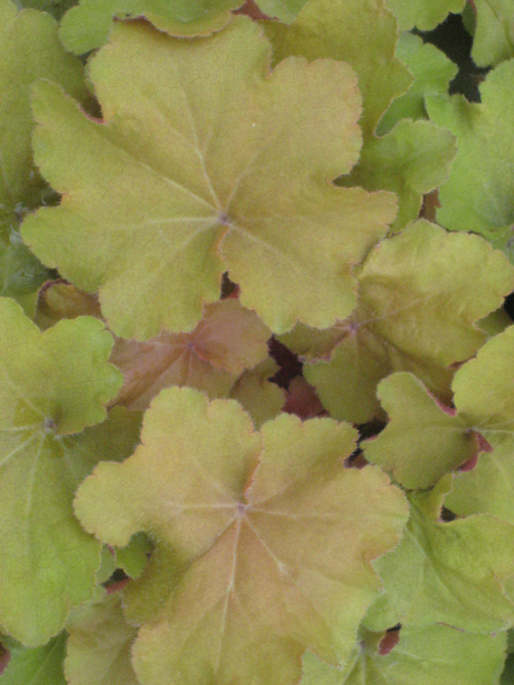 Caramel Coral Bells (Heuchera caramel 'Caramel') - QT